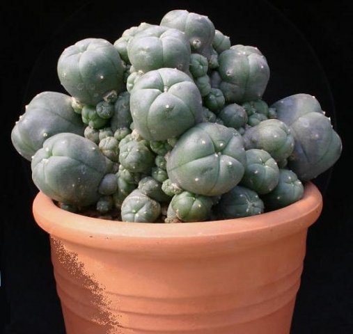 Lophophora_caespitosa